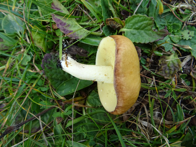 Suillus granulatus ?